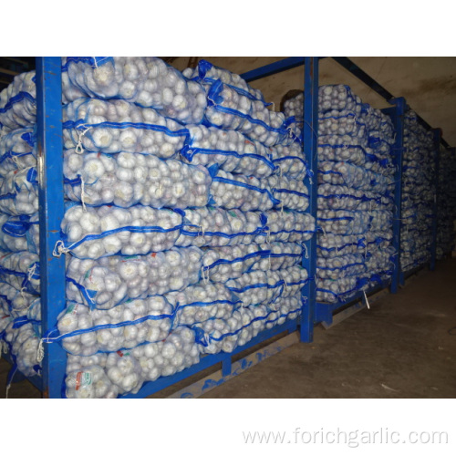 Fresh Normal White Garlic Crop 2019 Size 5.0